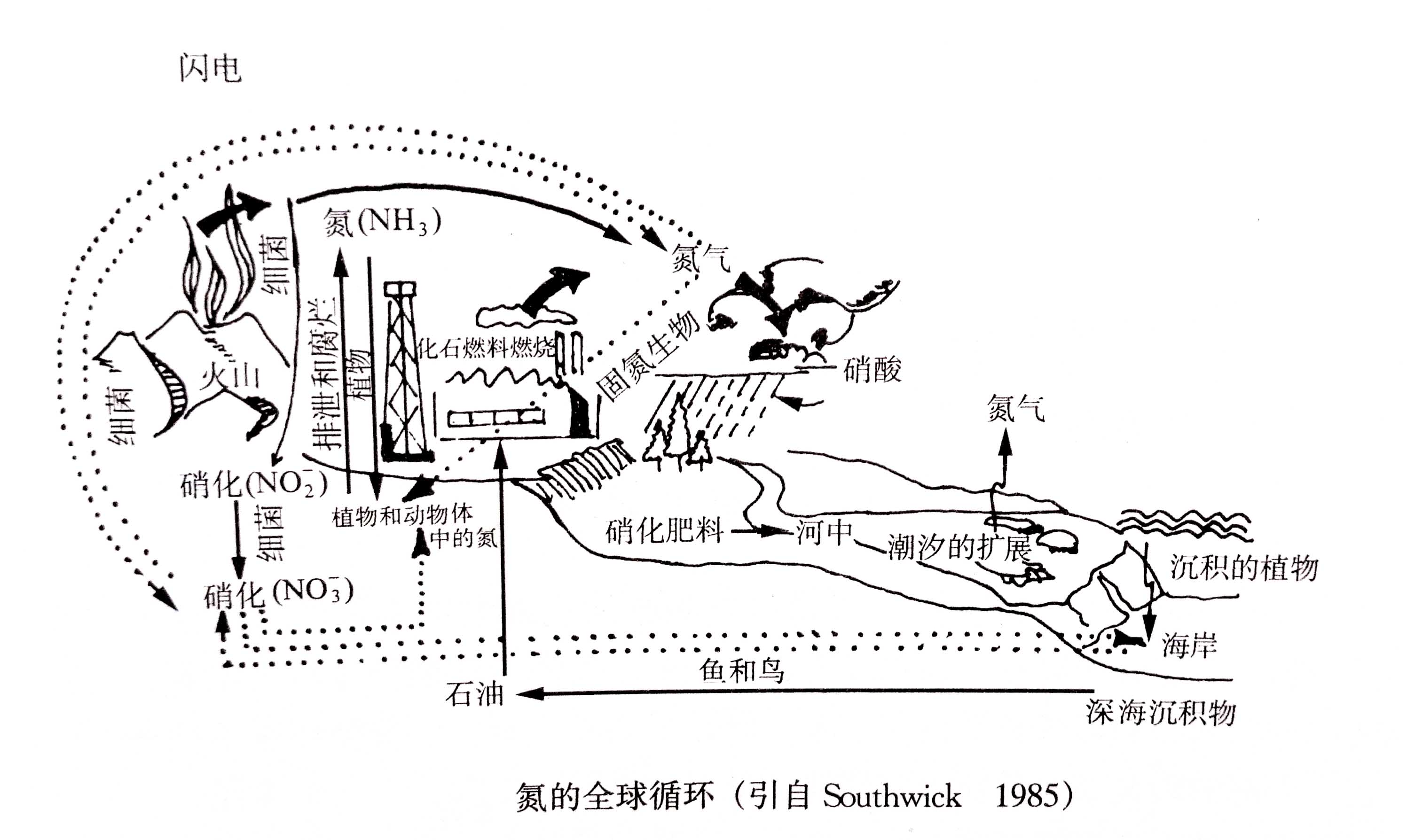 生態(tài)系統(tǒng)的物質(zhì)循環(huán)——氮、磷、硫循環(huán)